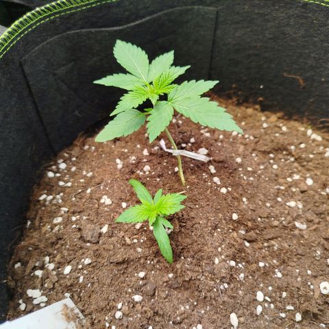 Twin GOAT'lato sisters - gelato 44 x cookies auto growlog timeline photo