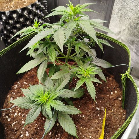 Twin GOAT'lato sisters - gelato 44 x cookies auto growlog timeline photo