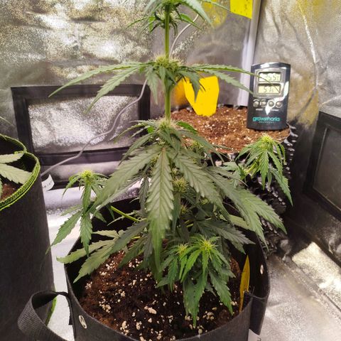 Blueberry Automatic growlog timeline photo