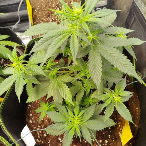 Twin GOAT'lato sisters - gelato 44 x cookies auto growlog timeline photo