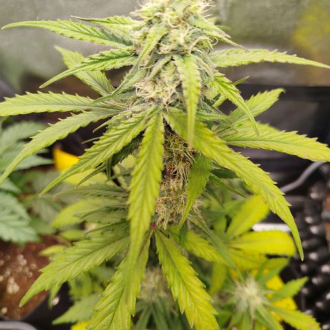 Blueberry Automatic growlog timeline photo