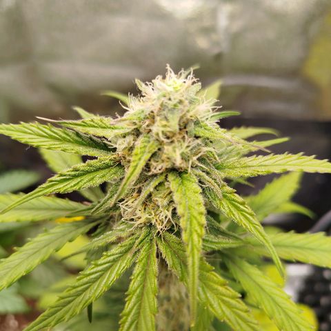 Blueberry Automatic growlog timeline photo