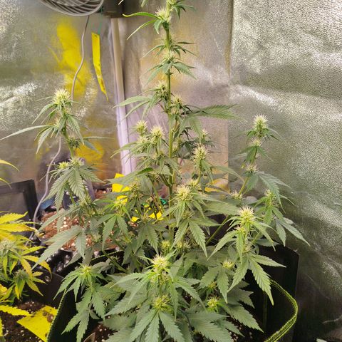 Twin GOAT'lato sisters - gelato 44 x cookies auto growlog timeline photo
