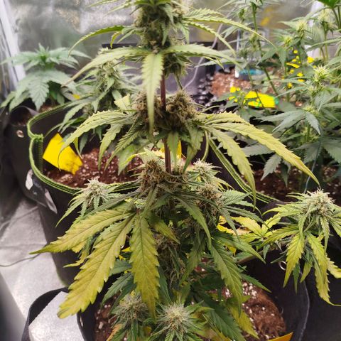 Blueberry Automatic growlog timeline photo