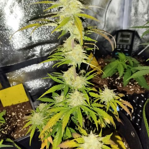 Blueberry Automatic growlog timeline photo