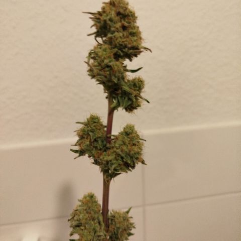 Blueberry Automatic growlog timeline photo