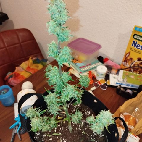 Blueberry Automatic growlog timeline photo
