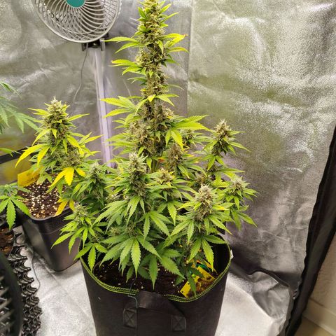 Twin GOAT'lato sisters - gelato 44 x cookies auto growlog timeline photo