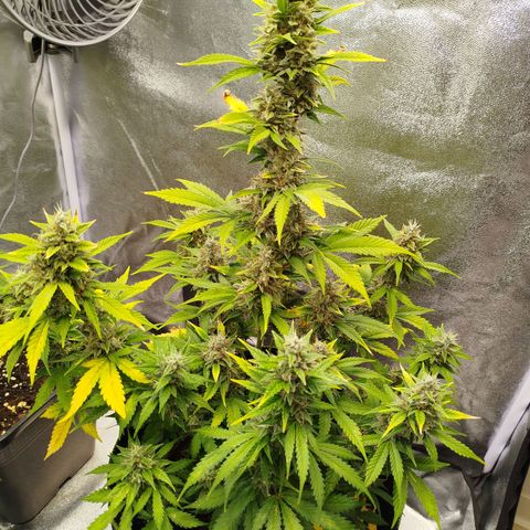 Twin GOAT'lato sisters - gelato 44 x cookies auto growlog timeline photo
