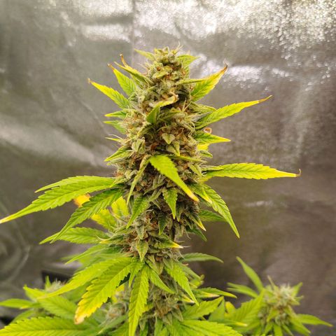 Twin GOAT'lato sisters - gelato 44 x cookies auto growlog timeline photo