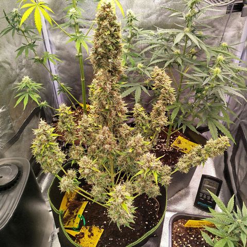 Twin GOAT'lato sisters - gelato 44 x cookies auto growlog timeline photo