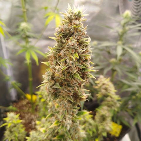 Twin GOAT'lato sisters - gelato 44 x cookies auto growlog timeline photo