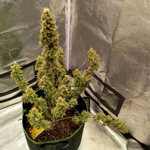 Twin GOAT'lato sisters - gelato 44 x cookies auto growlog timeline photo