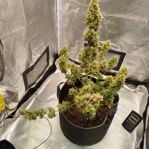 Twin GOAT'lato sisters - gelato 44 x cookies auto growlog timeline photo