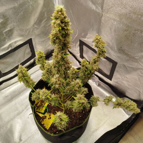 Twin GOAT'lato sisters - gelato 44 x cookies auto growlog timeline photo