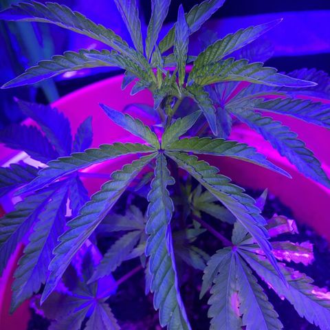 Apple Tart growlog photo: Healthy