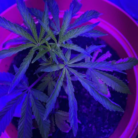 Apple Tart growlog photo: Healthy