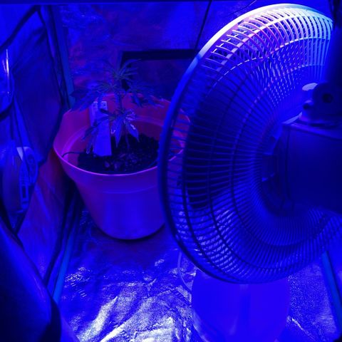 Apple Tart growlog photo: Healthy