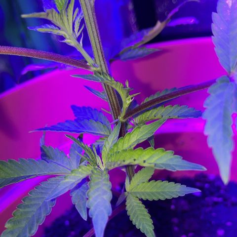 Apple Tart growlog photo: Healthy