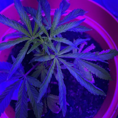 Apple Tart growlog photo: Healthy