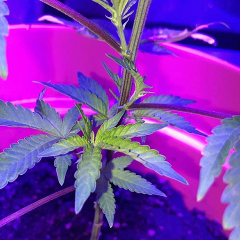 Apple Tart growlog photo: Healthy