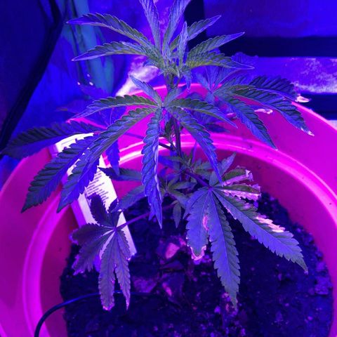 Apple Tart growlog photo: Healthy