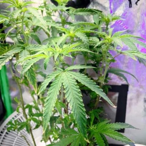 Apple Tart growlog photo: Flowering❤️🌲