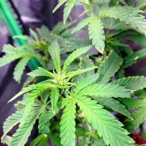 Apple Tart growlog photo: Flowering❤️🌲
