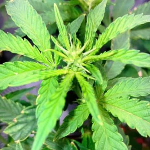 Apple Tart growlog photo: Flowering❤️🌲