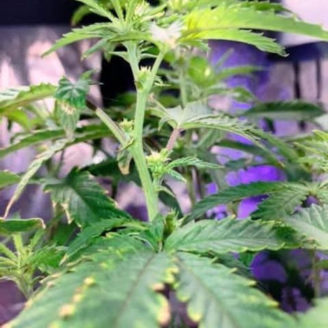 Apple Tart growlog photo: Flowering❤️🌲