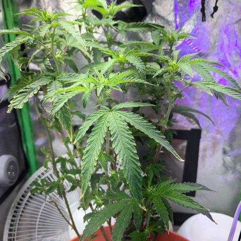 Apple Tart growlog timeline photo