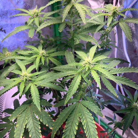 Apple Tart growlog timeline photo