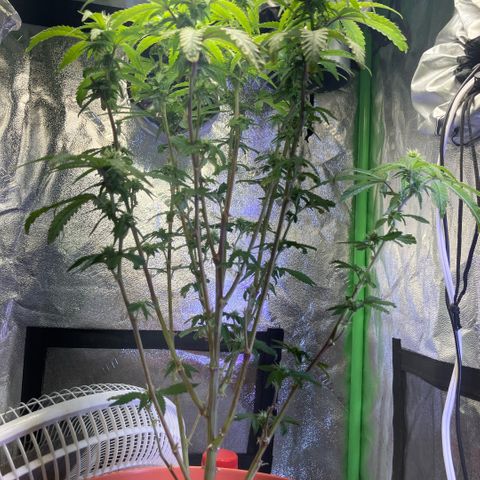 Apple Tart growlog timeline photo