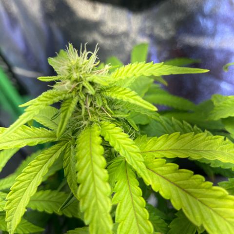 Apple Tart growlog timeline photo
