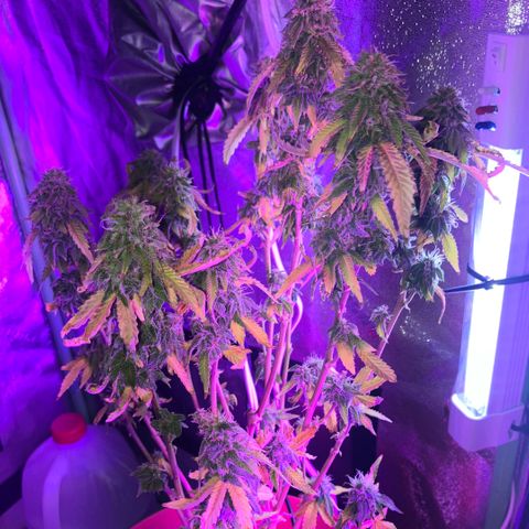 Apple Tart growlog timeline photo