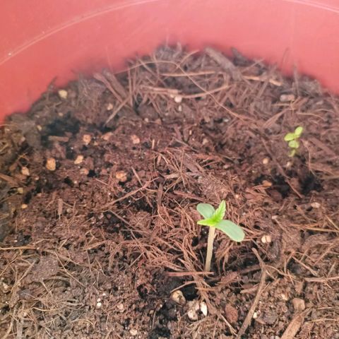 Amnesia Haze Auto  growlog photo: Zwischen Basilikum und Pfefferminze (als Abwehr, für später)
