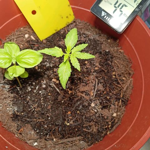 Amnesia Haze Auto  growlog timeline photo