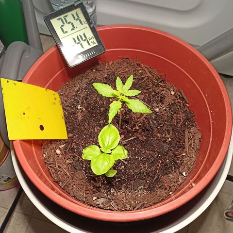 Amnesia Haze Auto  growlog timeline photo