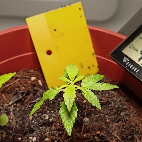 Amnesia Haze Auto  growlog timeline photo