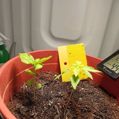 Amnesia Haze Auto  growlog timeline photo