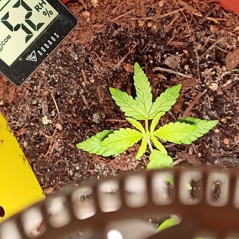 Amnesia Haze Auto  growlog timeline photo