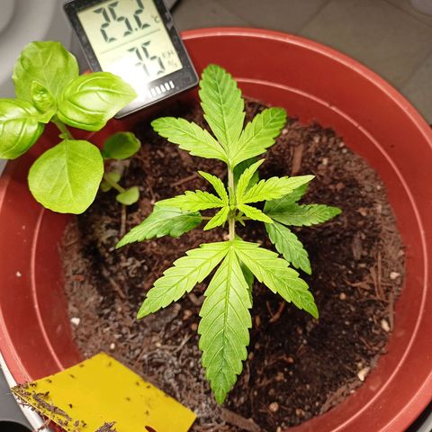 Amnesia Haze Auto  growlog timeline photo
