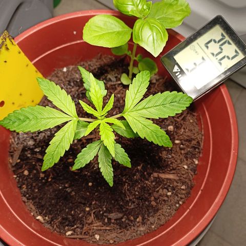 Amnesia Haze Auto  growlog timeline photo