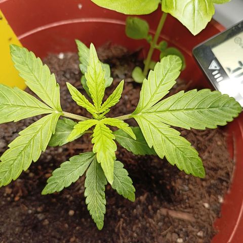 Amnesia Haze Auto  growlog timeline photo