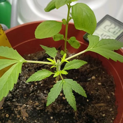 Amnesia Haze Auto  growlog timeline photo