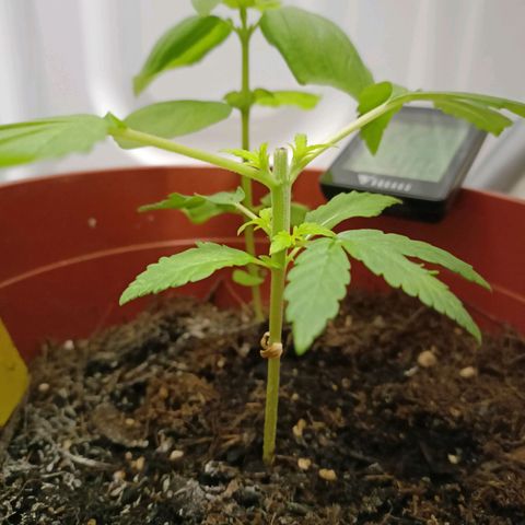Amnesia Haze Auto  growlog timeline photo