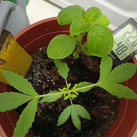 Amnesia Haze Auto  growlog timeline photo