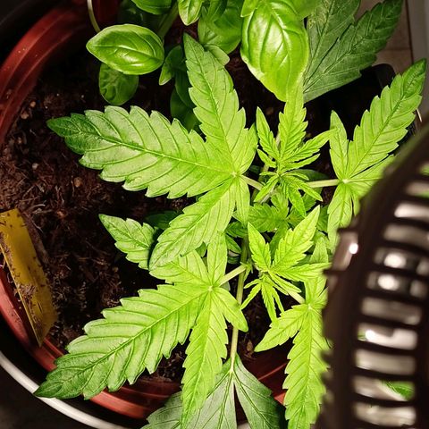 Amnesia Haze Auto  growlog timeline photo