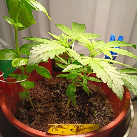 Amnesia Haze Auto  growlog timeline photo