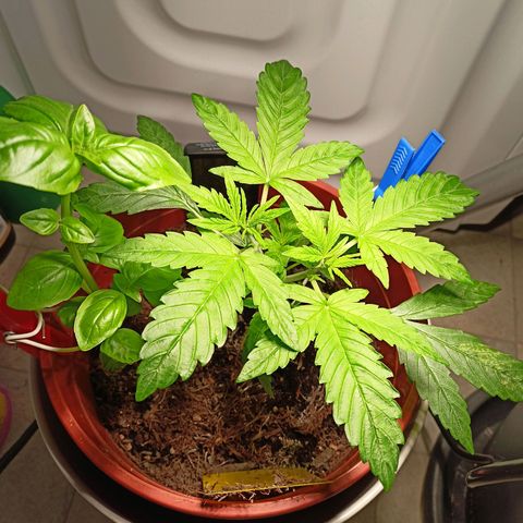 Amnesia Haze Auto  growlog timeline photo
